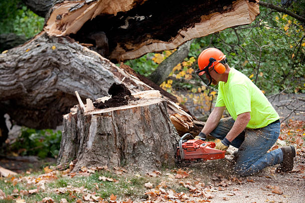 Trusted Spring Creek, NV Tree Services Experts